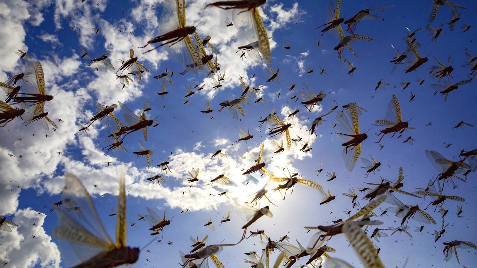 The other plague: why 2020 was the year of the locust